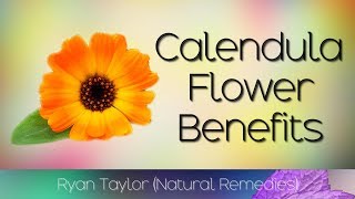 Calendula Flower Benefits amp Uses [upl. by Freddy]