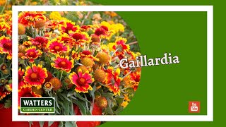 May Companion Flowers  Arizona Gaillardia [upl. by Tella]