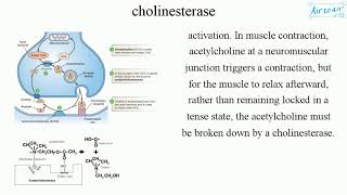 cholinesterase [upl. by Narra]