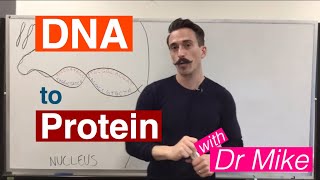 DNA Transcription and Translation  DNA to Protein [upl. by Bainbrudge]