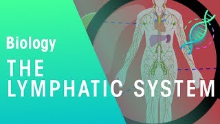 The Lymphatic System  Health  Biology  FuseSchool [upl. by Atok277]