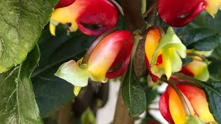 Impatiens niamniamensis  How to Grow The Parrot Plant or Congo Cockatoo [upl. by Rhianna]