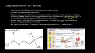 Neurotransmitters Acetylcholine  Receptors [upl. by Rawley244]