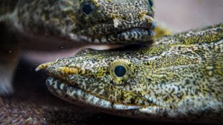 5 Tips for Keeping Polypterus  Bichirs [upl. by Nedac]