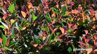 Syzygium australe Firescreen Firescreen Lilly Pilly at Plantmark Wholesale Nurseries [upl. by Etteniuq984]