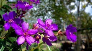 Tibouchina granulosaFlowering Tree for sale in South Florida [upl. by Anahsed658]