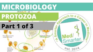 Protozoa  Microbiology  USMLE STEP 1  Part 1 of 3 [upl. by Renaxela]