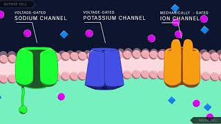 Action Potential in the Neuron [upl. by Silvie]