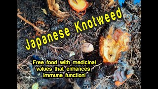 Japanese Knotweed  Immune Enhancing Root and Free Food [upl. by Sandor]