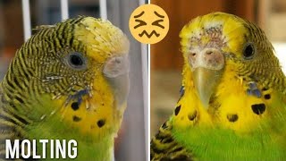 Budgies and Molting  complete information [upl. by Hatokad]