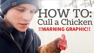 how to CULL a sick chicken [upl. by Volney767]