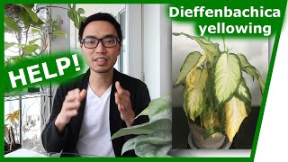 Houseplant QampA Dieffenbachia yellowing peace lily brown tips [upl. by Braun512]