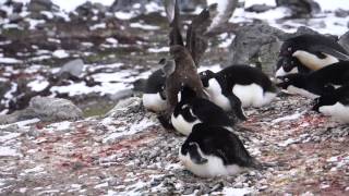 Skua eats chick penguin [upl. by Menashem]