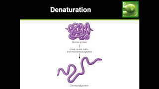 Protein Denaturation  Quick Explanation [upl. by Anilyx]