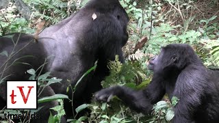 Silverback Mountain Gorilla Mating with Female  Bwindi Impenetrable Forest Uganda Nkuringo [upl. by Noirrad845]