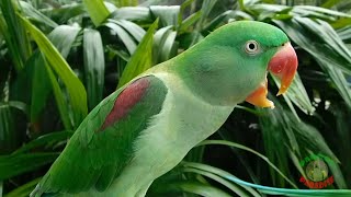 Alexandrine Parrot Natural Voice [upl. by Aihsetan964]