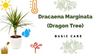 Dracaena Marginata Basic Care Madagascar dragon tree [upl. by Cand]