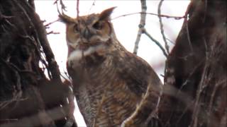 Great Horned Owl Hooting Territorial Evening Call At Sunset [upl. by Krystal681]