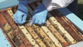 How to Use Apivar® to Control Varroa Mites [upl. by Eerpud175]