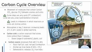 APES Video Notes 14  Carbon Cycle [upl. by Phyllida952]