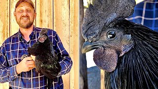 Eating the world’s rarest chicken Ayam Cemani chicken Is the meat black [upl. by Rinna634]