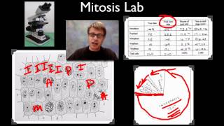 AP Biology Lab 3 Mitosis and Meiosis [upl. by Noissap689]