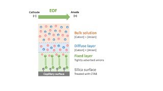 Capillary Electrophoresis Part 6 Reversed Electroosmotic Flow [upl. by Nyltac]