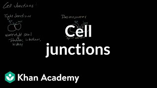 Cell Junctions  Cells  MCAT  Khan Academy [upl. by Bard]