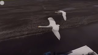 Flying With Swans  360°  BBC Earth Explore [upl. by Assiled]