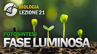 BIOLOGIA  Lezione 21  Fase Luminosa  Fotosintesi [upl. by Eetnahs180]