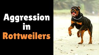 How to Solve Rottweiler Aggression Problem Aggression in Rottweilers [upl. by Hamlet737]