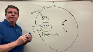 Phagocytosis Neutrophils amp Macrophages [upl. by Ydniahs]