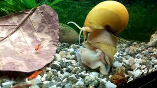 Apfelschnecken quotPomacea diffusaquot im Aquarium 🐌🐌🐌🐌🐌 [upl. by Tehcac]