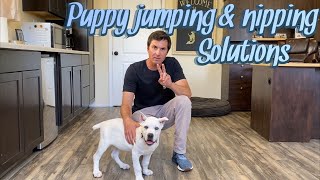 Puppy jumping and nipping solutions [upl. by Lapotin321]