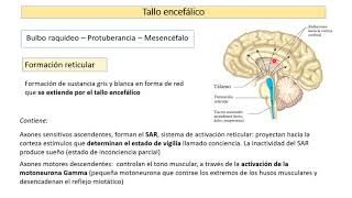 Sistema nervioso encéfalo [upl. by Dragde]