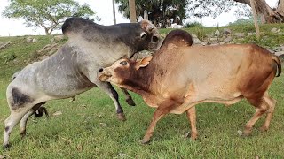 Bulls fightingpart 2 most exciting highlighted video [upl. by Clyve]