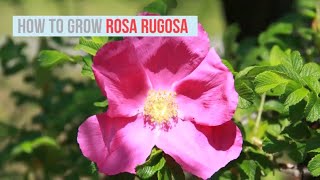 Rosa rugosa Growing Guide Rugosa Rose  by GardenersHQ [upl. by Idou]