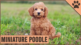 Miniature Poodle  Medium Size Poodle Version [upl. by Selby]