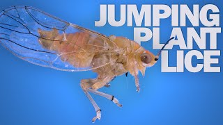 Jumping Plant Lice The Fastest FrontFlipping Insects [upl. by Brabazon]