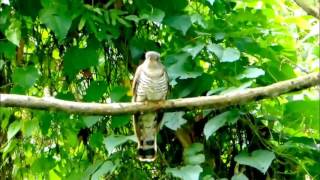 Indian Cuckoo [upl. by Yonah]