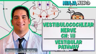 Neurology  Vestibulocochlear Nerve  Cranial Nerve VIII Vestibular Pathway [upl. by Mccord]