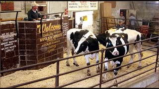 Buying and Selling at Livestock Auctions [upl. by Terence365]