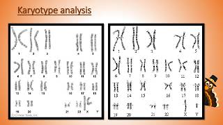 Karyotype Analysis [upl. by Valerle212]