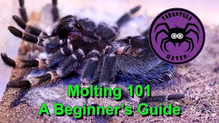 Molting 101  A Beginners Guide [upl. by Rockwood]