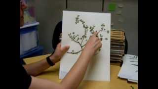 How to press plants for mounting on herbarium sheets [upl. by Yrod]