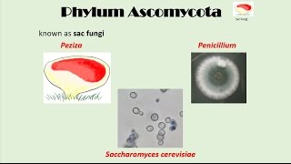 Ascomycota [upl. by Iona]