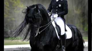 KFPS Approved Friesian Stallion Alert 475 Sport [upl. by Ailuj843]