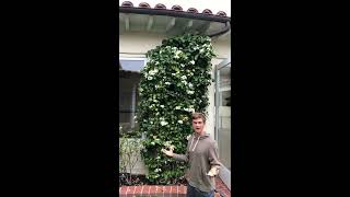 Stephanotis Fragrant Flowering Vine for Indoors or Outdoors [upl. by Nola269]