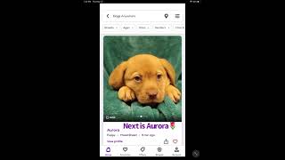 Dogs for adoption on PETFINDER [upl. by Suitangi]