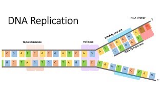 DNA and RNA Replication [upl. by Tilly464]